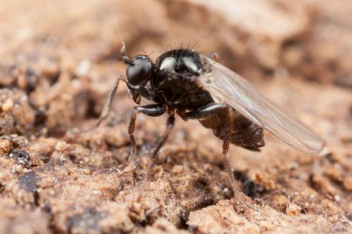 Réf. 245 648 : Crossopalpus sp.
